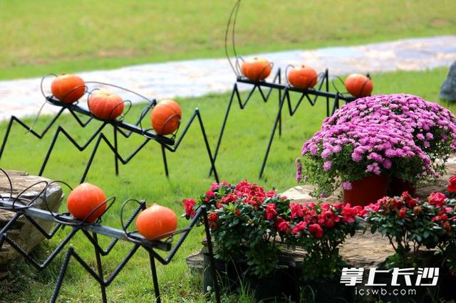 大地艺术融合美丽生态成爆款，长沙园林生态园假期前7天入园游客突破12万人次