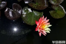稀罕景，快来看！三品种睡莲罕见嵌色花朵同时开放图片