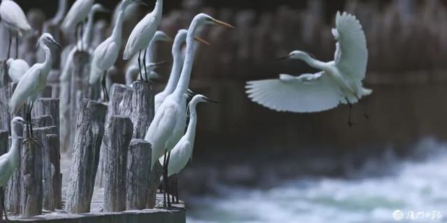 以生态为笔 在山海交响里描绘动人新画卷