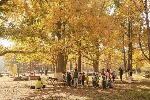 临沂：3000余株银杏披金装