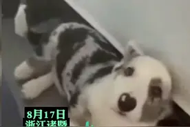 22岁男子将自家柯基从高楼抛下摔死还发视频炫耀！警方通报：涉嫌高空抛物罪，已对其采取刑事强制措施。图片