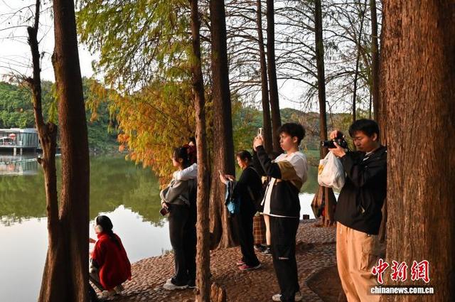 广东广州：落羽杉渐红添冬意