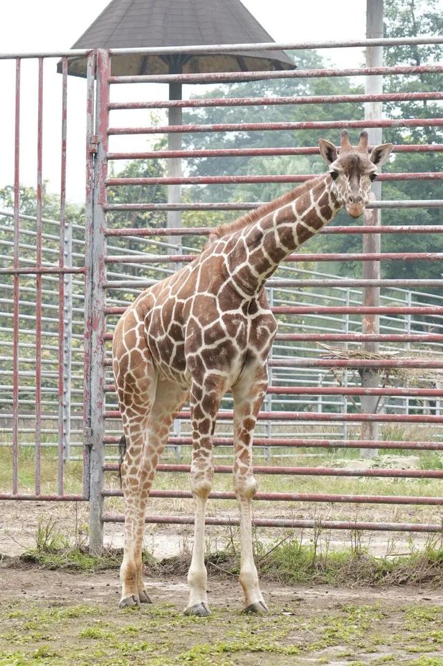 比电影还上头，重庆现实版“疯狂动物城”，超好逛！