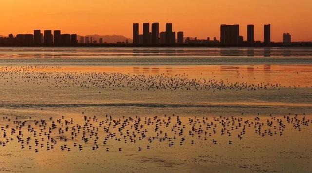 南海新区：天鹅归来鸟儿聚 生态美景入画来