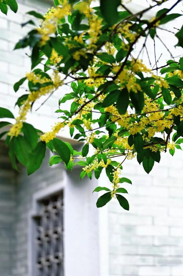 这是一条有味道的推送眼下的南宁 “桂” 气冲天，这泼天的“馥桂” 真香