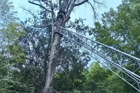 湖北咸安挂牌保护红豆杉群落 打造绿色生态村湾图片