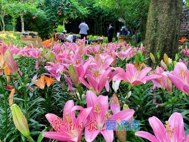一年四季 泉在济南丨免票入园！红叶谷邀您共赴清凉盛宴