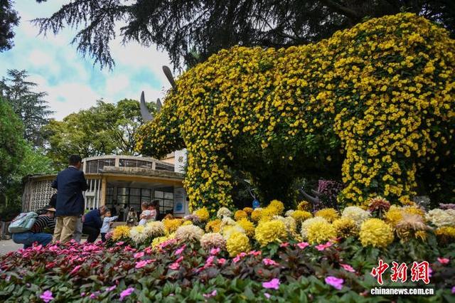 昆明动物园展出近百种菊花打造沉浸式秋日盛会