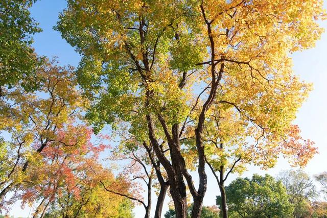 湖光金叶织秋韵