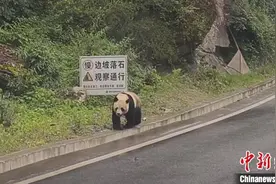 四川宝兴：一车友自驾途中偶遇野生大熊猫图片