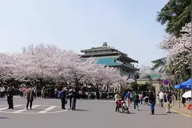 武汉大学：樱花已大量凋谢，赏樱预约通道今起关闭图片