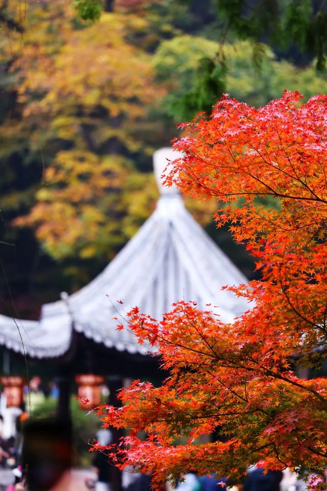 秋日美学暴击！正是赤橙黄绿时~