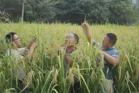 2米高“巨型稻”！江西试种成功图片