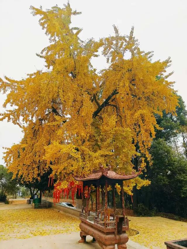 组个“橘” “宜”起“都”来解锁新乐趣→