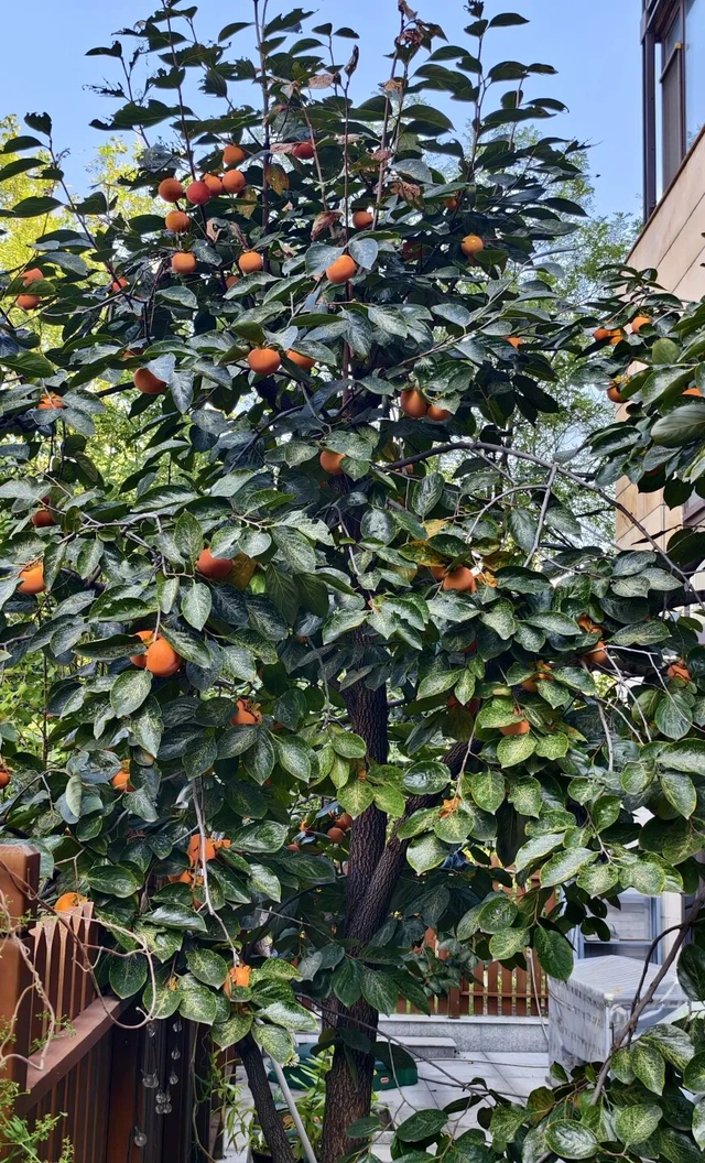 趁秋色浪漫，见一面吧