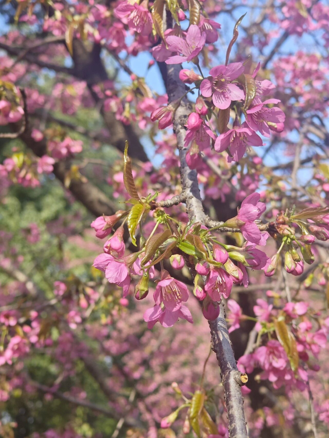 已开！成都怎么提前过上“春天”了