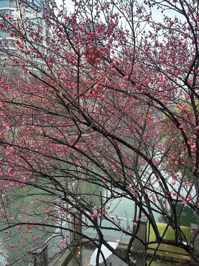 春节浙江人去哪玩？分享你的独家年味，赢潮新闻独家展示位