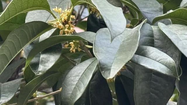 离谱？网友发现，浙江的桂花…又开了！