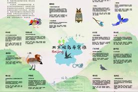 北京智慧观鸟互动地图发布，可查看观鸟点位、常见鸟种及观鸟季节图片
