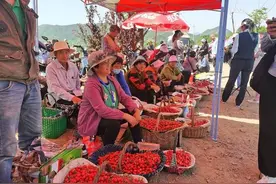 采摘正当时 济南市南部山区大樱桃上市图片