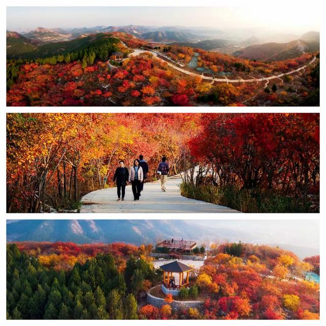 “泉”在济南享金秋——“一城山色·登山打卡”带你来赏红叶啦！