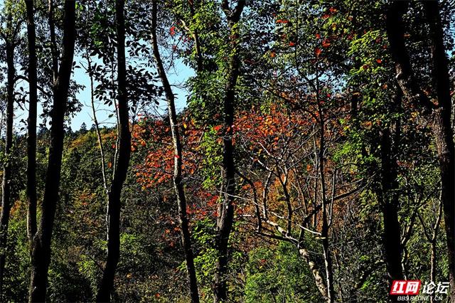岁暖时刻丨无需远行，中坡山便是怀化的诗与远方