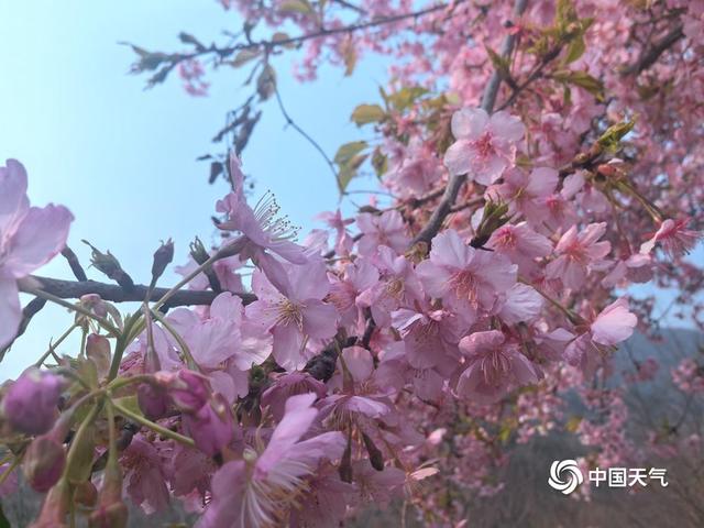 湖南常德太浮山樱花反季绽放 花海营造粉色浪漫