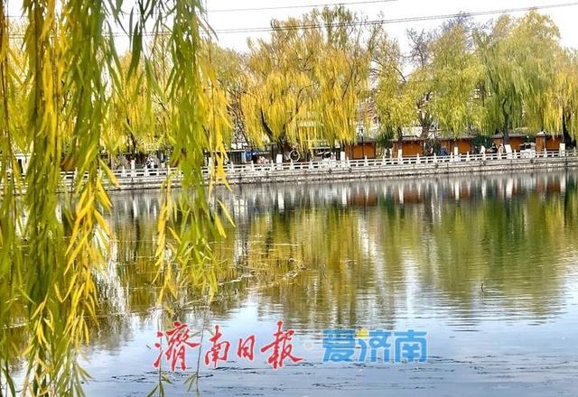 冬日限定：济南百花洲“金柳映湖”引客来