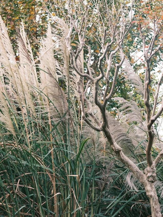 域见上海·域见奉贤｜奉浦秋日限定！这三条宝藏路线，承包所有秋日浪漫，刷爆朋友圈就靠它