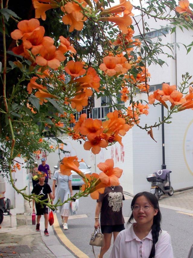 江苏苏州：立秋凌霄花儿开