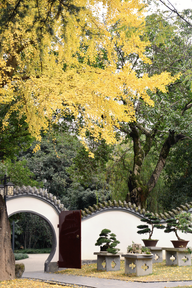 顶流预警！青羊银杏观叶指南来了