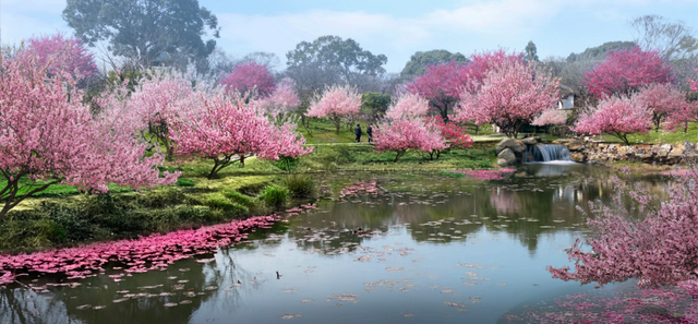 已确认！无锡梅园即将开园