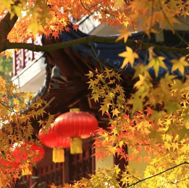 官宣：栖霞山进入最佳观赏期！