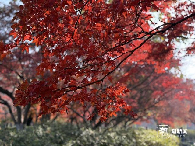 枫景这边正好，西湖的浪漫刷屏了