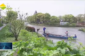 漕泾镇：开展河道“清网行动” 维护改善水生态视频封面