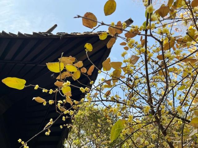 嘉兴新年第一波蜡梅绽放！