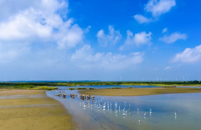 江苏东台：湿地秋景美如画