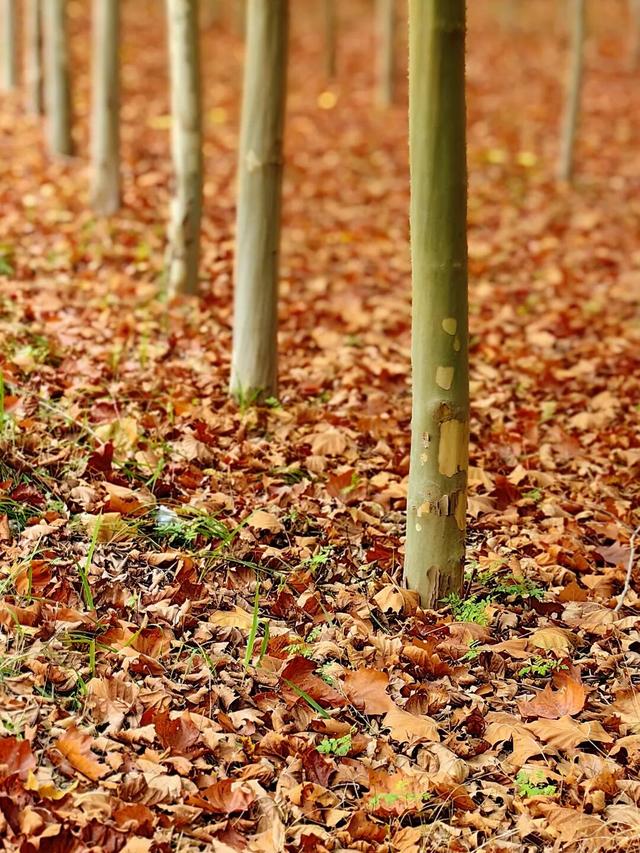 龙亭区柳园口乡 · 开封“呼伦贝尔”的秋之请柬！