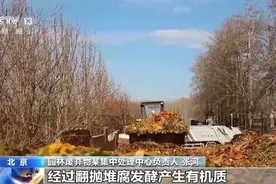 原来，飘落的树叶有这么大用处！图片