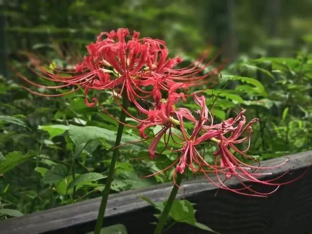 松江秋日限定：一半花海浪漫，一半园林诗意