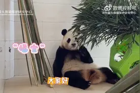 胃口精神都不错 来看大熊猫“福宝”的最新“吃播”图片