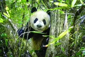 秦岭：千峰耸翠色 万类竞自由图片