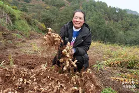 美好生活在云南｜​曲靖会泽新街乡：遍地黄精铺就增收“黄金”路图片