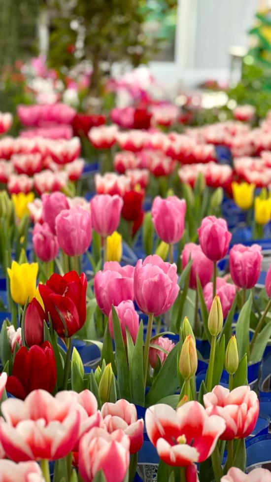 2026沪上年宵花市开逛！“花”式逛出新年味