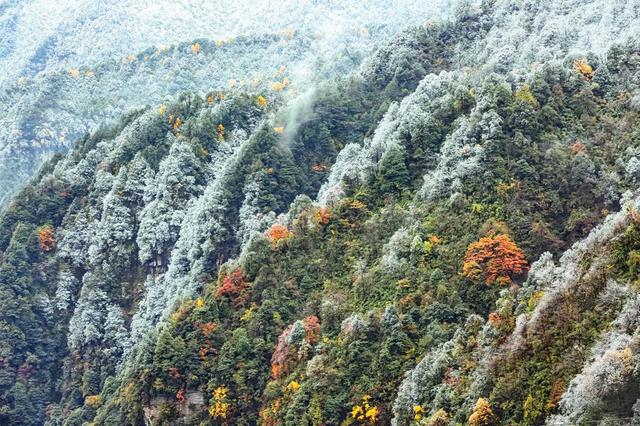 眉山瓦屋山“早雪”至彩林盛放  景区免门票政策引客潮