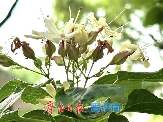 一年四季 泉在济南丨济南秋意浓 海洲常山送幽香