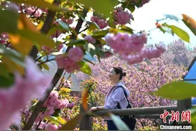 四川汶川：樱花盛开引游人图片