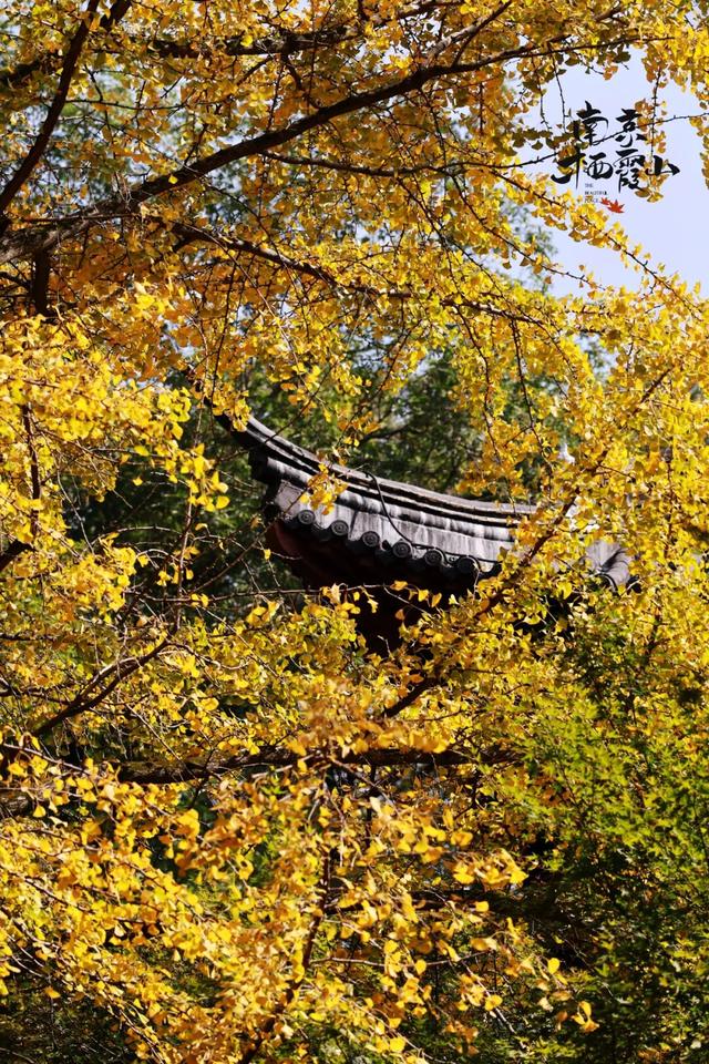 “含金量”还在上升！南京的浪漫藏不住了