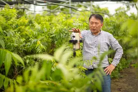 爬树吧，“碧根果教授”！拍短视频出圈，他想“让中国人吃上自己种的碧根果”图片