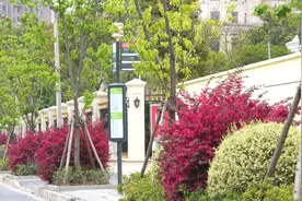 红花檵（jì）木惊艳绽放，红配绿的独特魅力图片